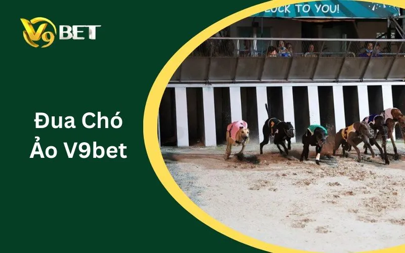 Đua Chó Ảo V9BET | Cách Đọc Kèo Win, Place & Exacta